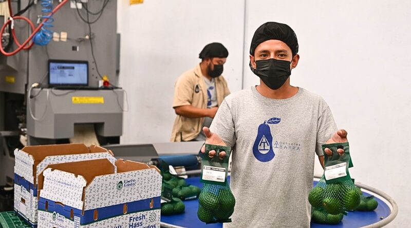El Gobierno de Morelos propone un comité interinstitucional para llevar el aguacate de Ocuituco a EE.UU., respaldando productores y empacadoras locales.